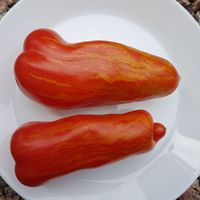 Pertsevidnyj Polosatyj (Pepperlike Striped) 